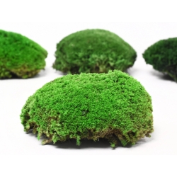 Polštářový mech Light Green 1 ks - sytě zelený
