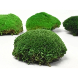 Polštářový mech Forest Green 1 ks - tmavě zelený