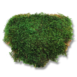 Plochý mech Forest Green 1 kg - tmavě zelený