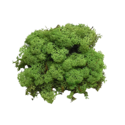 Sobí mech Medium Green 40 g - středně zelený