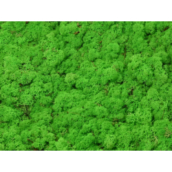 Dekorativní Sobí mech Naturel Light Grass Green 1 kg - sytě zelená