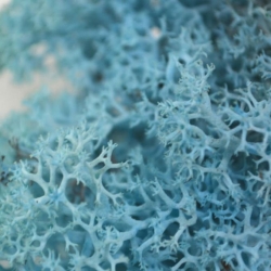 Sobí mech Naturel Aquamarine 500 g - dekorativní
