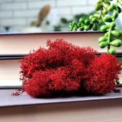 Dekorativní Sobí mech Naturel Raspberry Red 500 g  - malinově červená