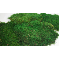 Plochý mech Forest Green 1 kg - tmavě zelený