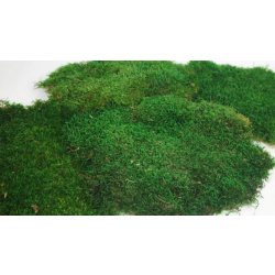 Plochý mach Forest Green 1 kg - tmavo zelený