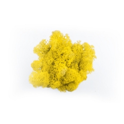 Dekorativní Sobí mech Naturel Yellow 500 g - žlutý