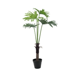 Filodendron palma, 120 cm