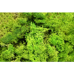 Dekorativní Sobí mech Naturel Light Grass Green 500 g - sytě zelená