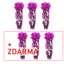 3x Orchidej purpurová + 3x ZDARMA (6ks)