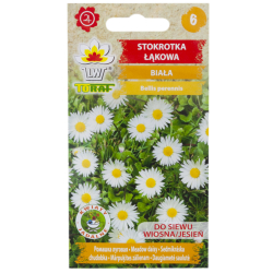 Sedmikráska luční bílá (Bellis perennis) - 0,2 g semena