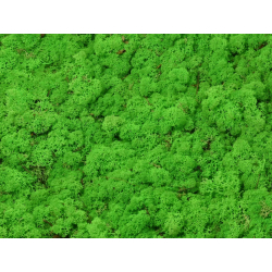 Dekorativní Sobí mech Naturel Light Grass Green 1 kg - sytě zelená